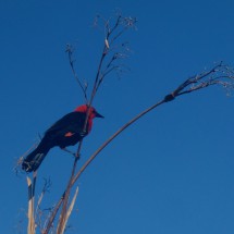 Beautiful bird at Laguna Blanca
